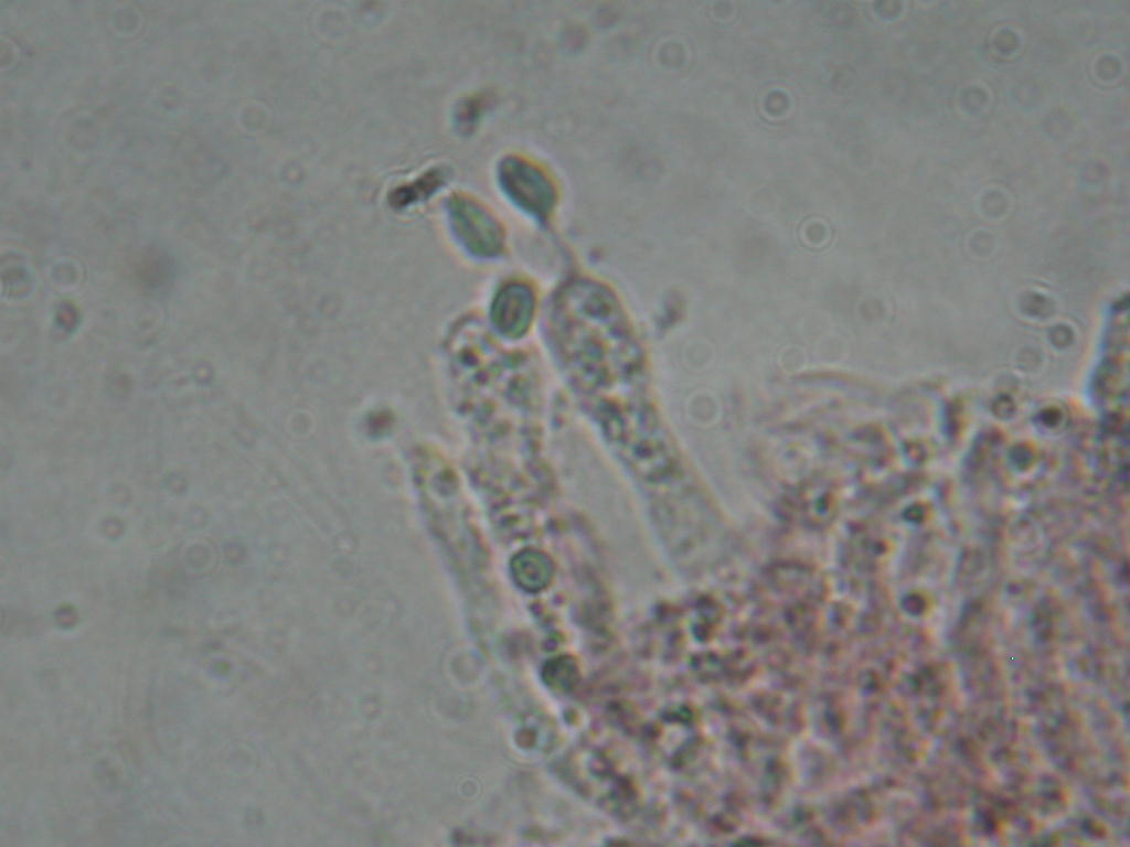 Ci (ri)provo con questo... Quizzzzzzzz